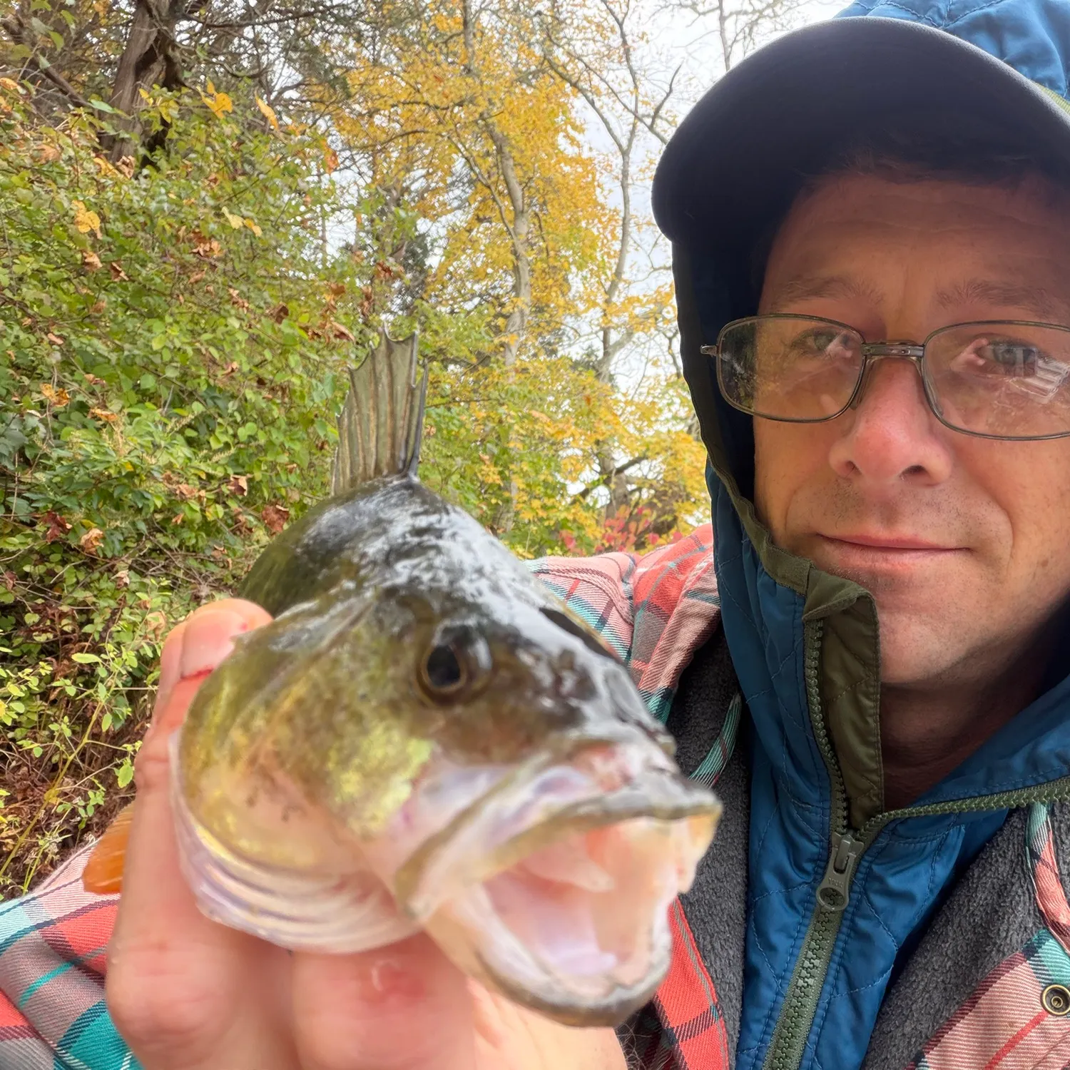 Yellow perch caught on Fishbrain