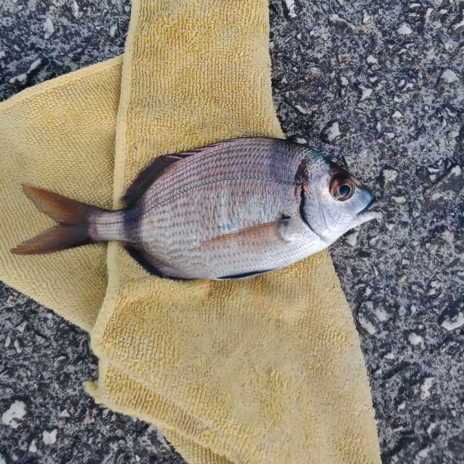White seabream caught on Fishbrain