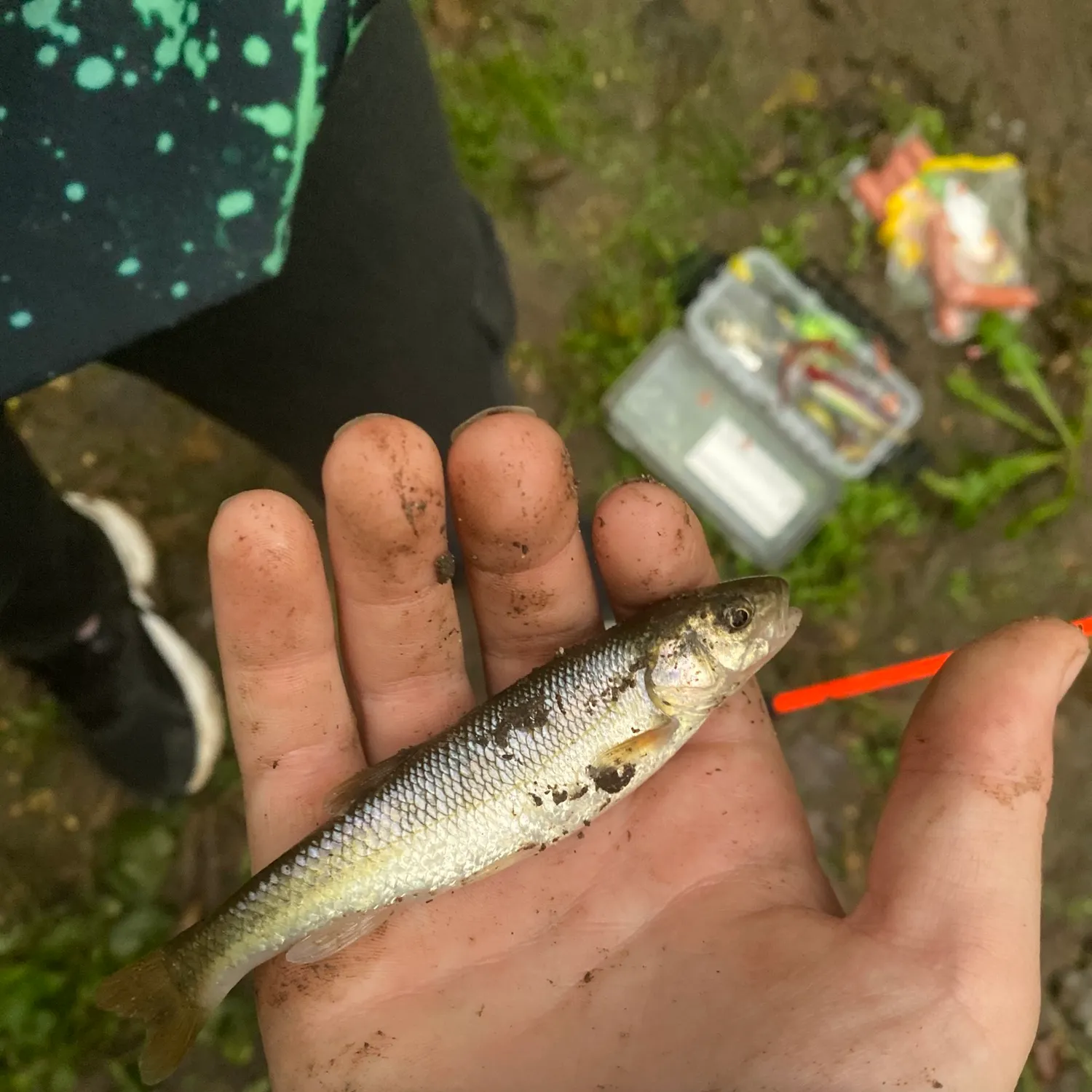 Creek chub caught on Fishbrain