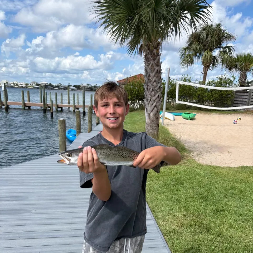 Spotted seatrout caught on Fishbrain