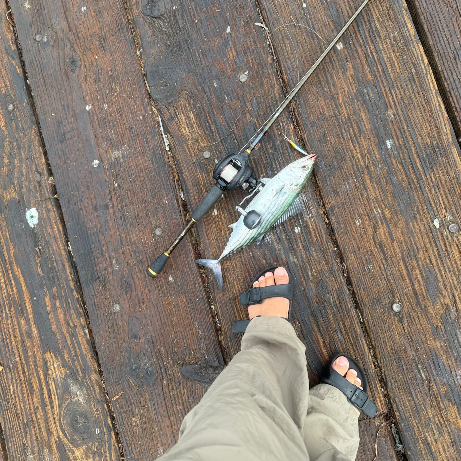 Pacific bonito caught on Fishbrain