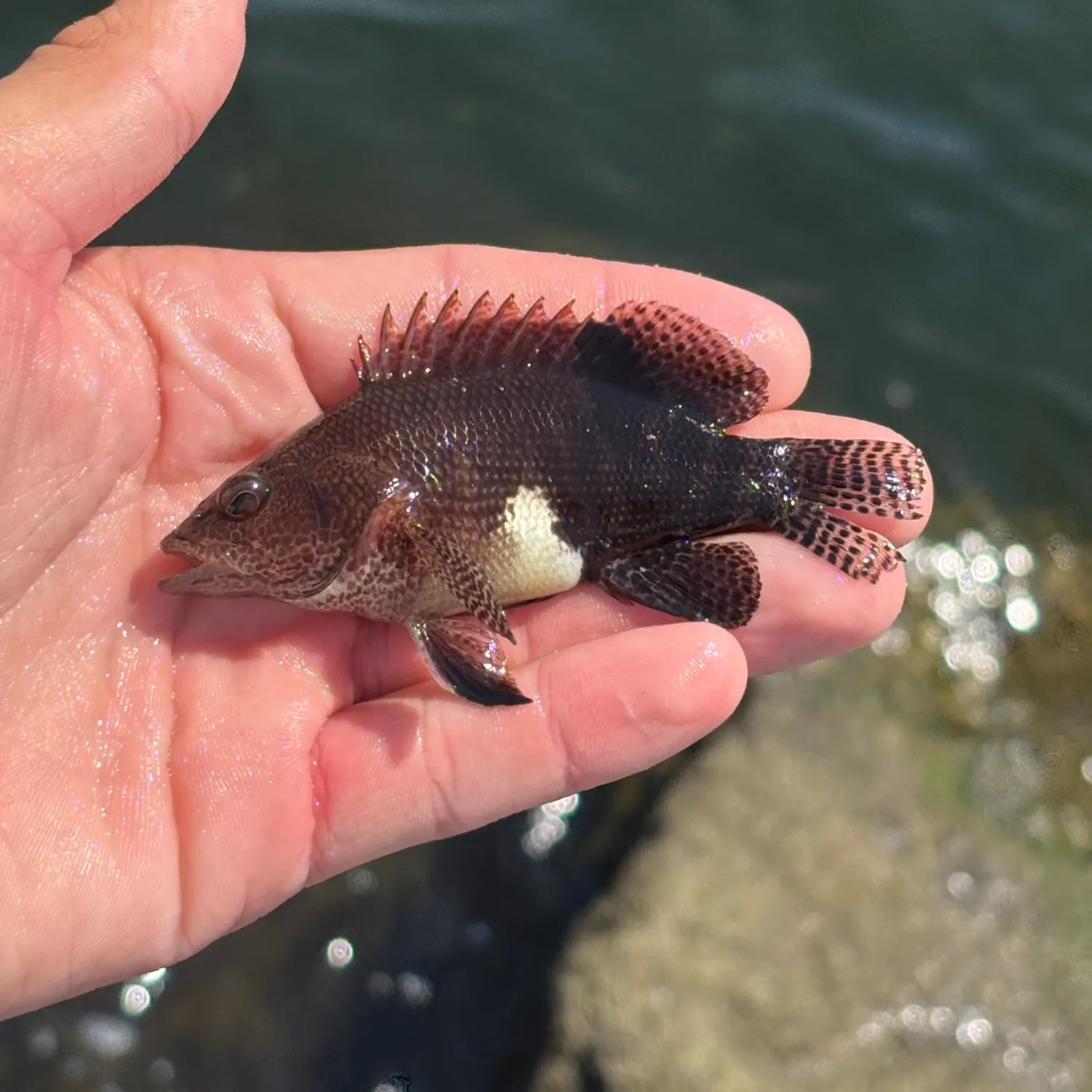 The most recent Belted sandfish catches on Fishbrain