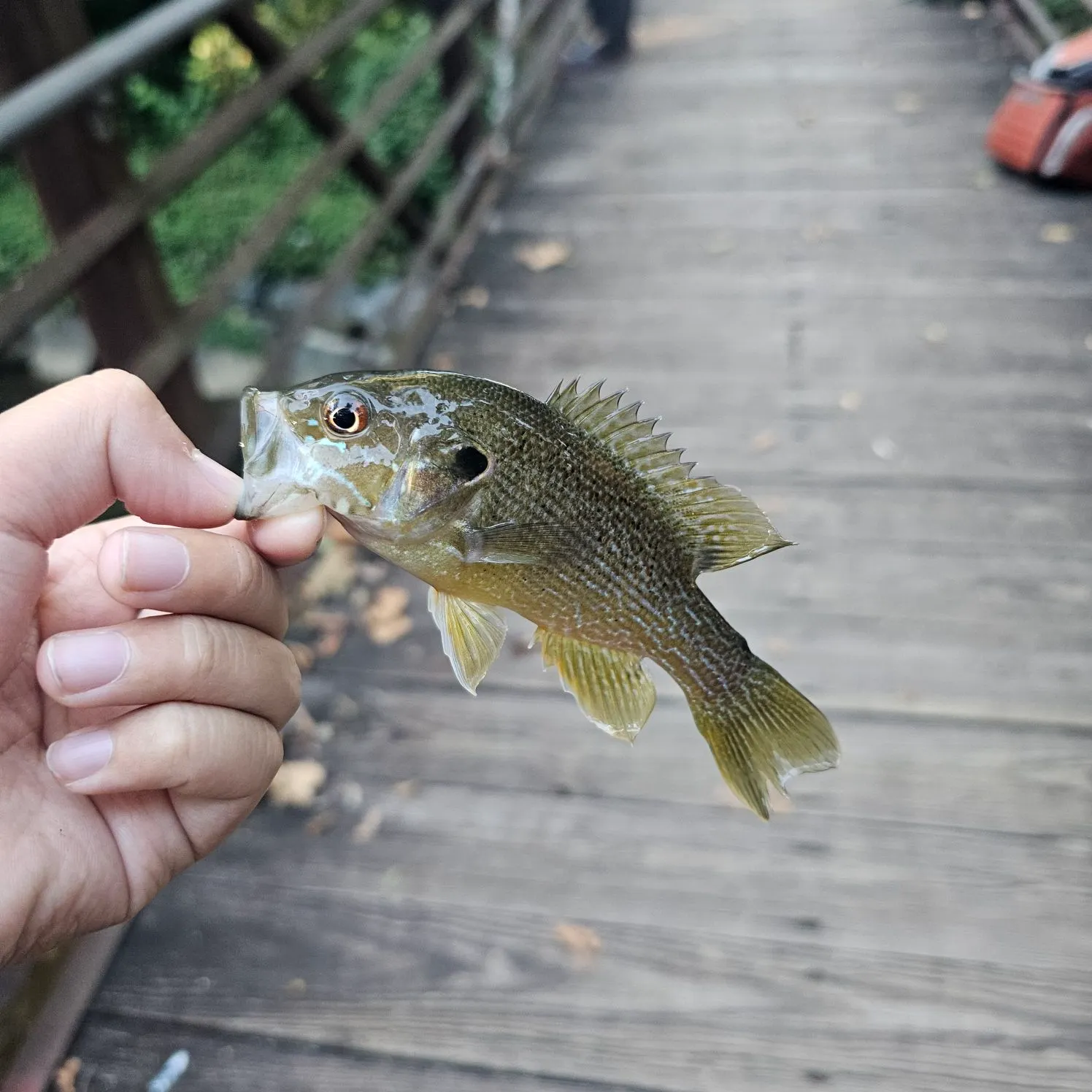 Green sunfish caught on Fishbrain