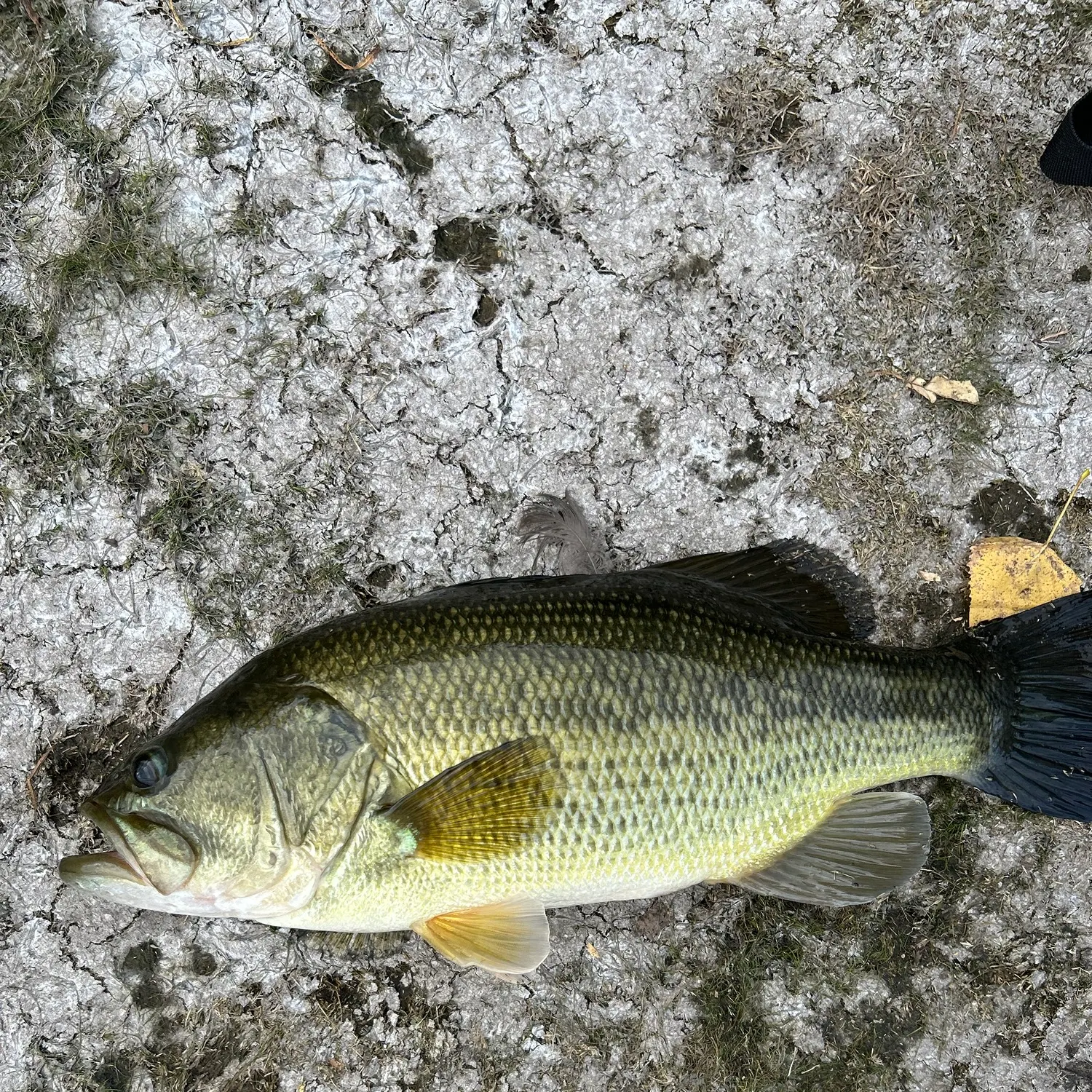 Largemouth bass caught on Fishbrain