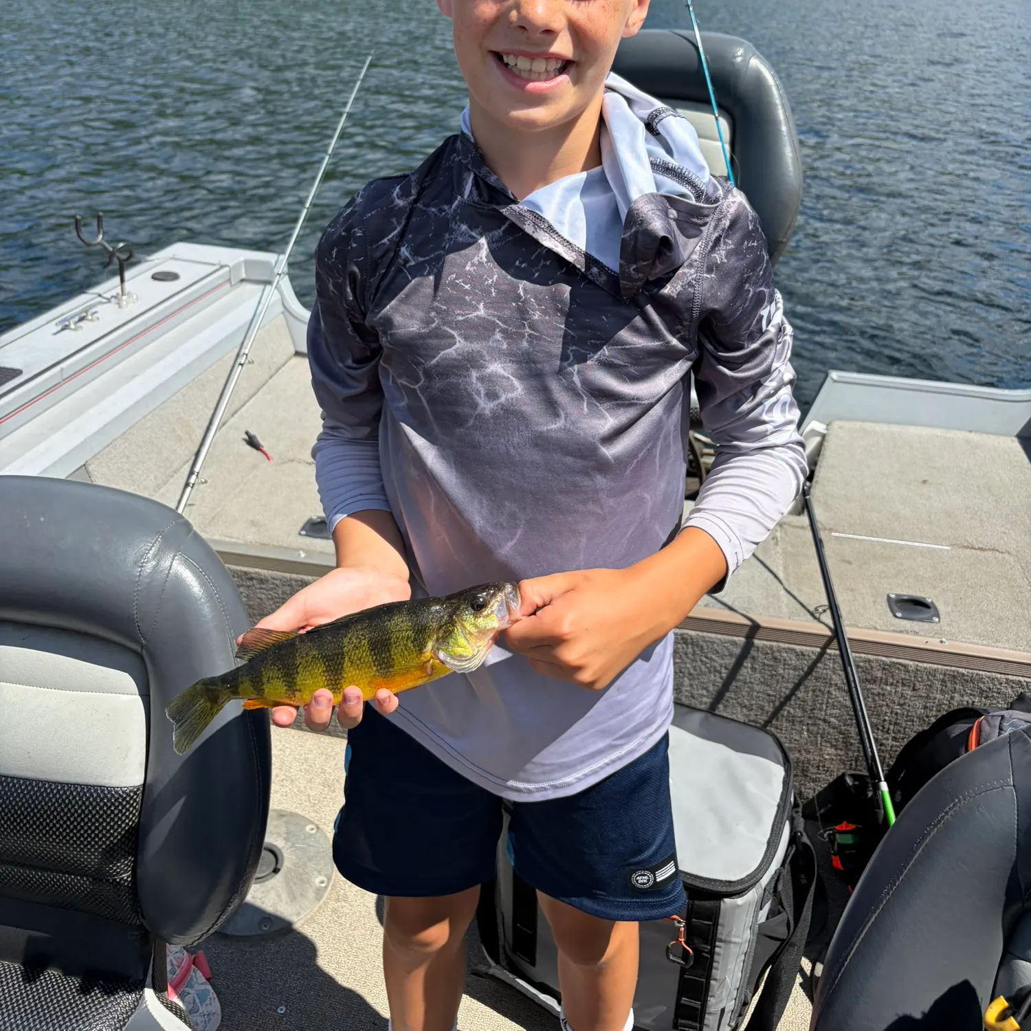 Yellow perch caught on Fishbrain