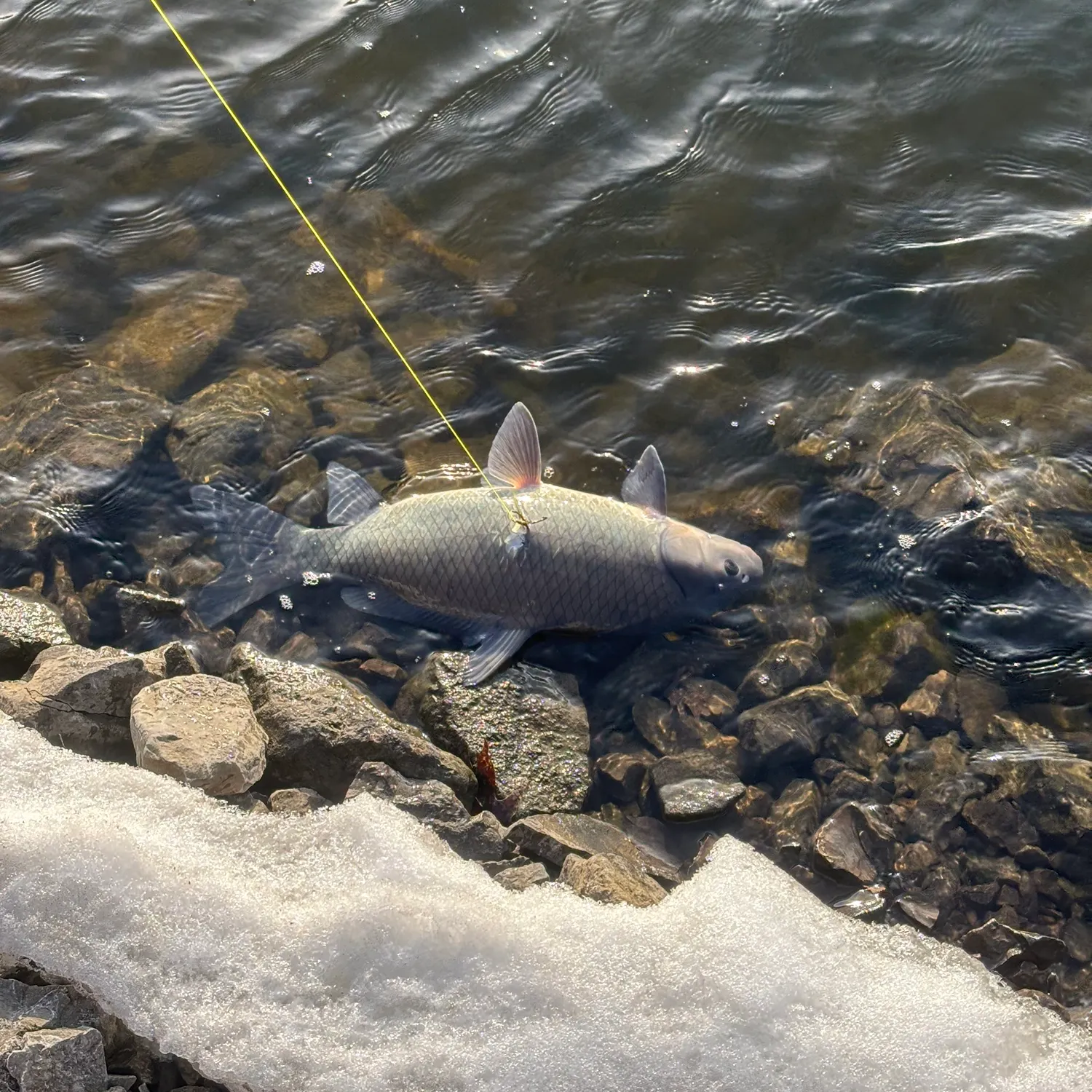 The most recent Bigmouth buffalo catches on Fishbrain