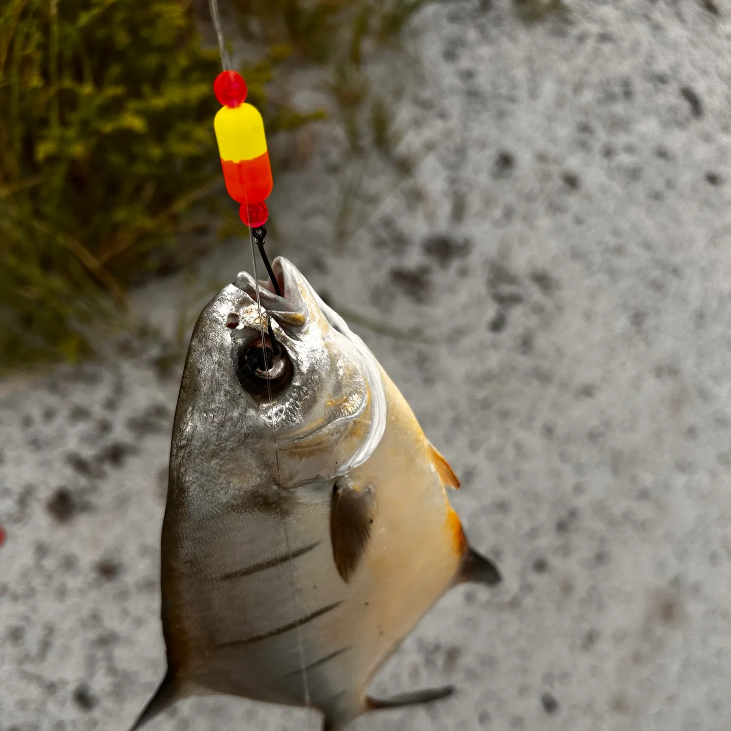 The most recent Palometa catches on Fishbrain