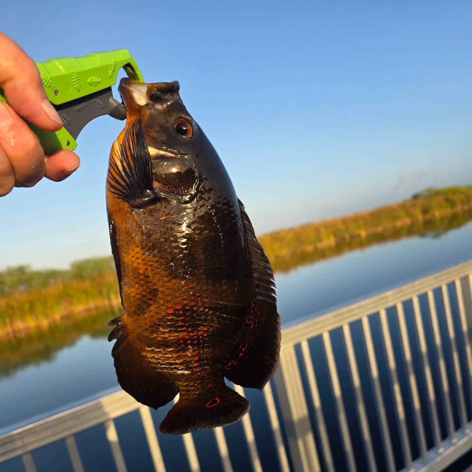 The most recent Oscar catches on Fishbrain