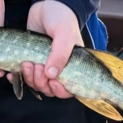 The most recent Arctic char catches on Fishbrain