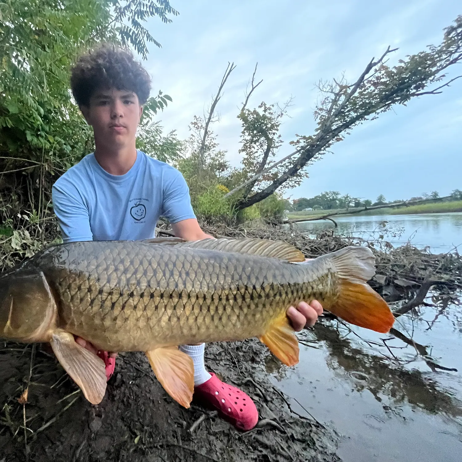 Common carp caught on Fishbrain