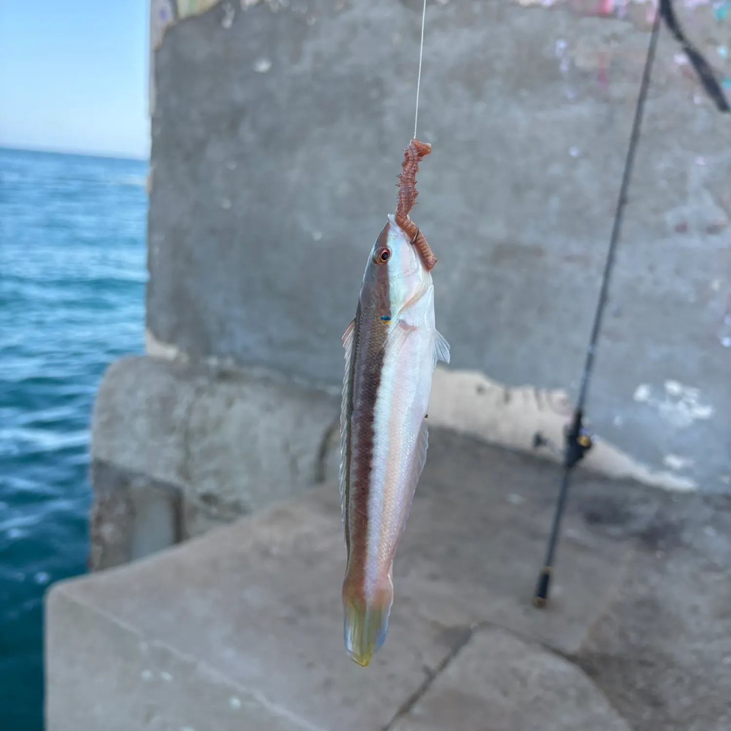 Mediterranean rainbow wrasse caught on Fishbrain