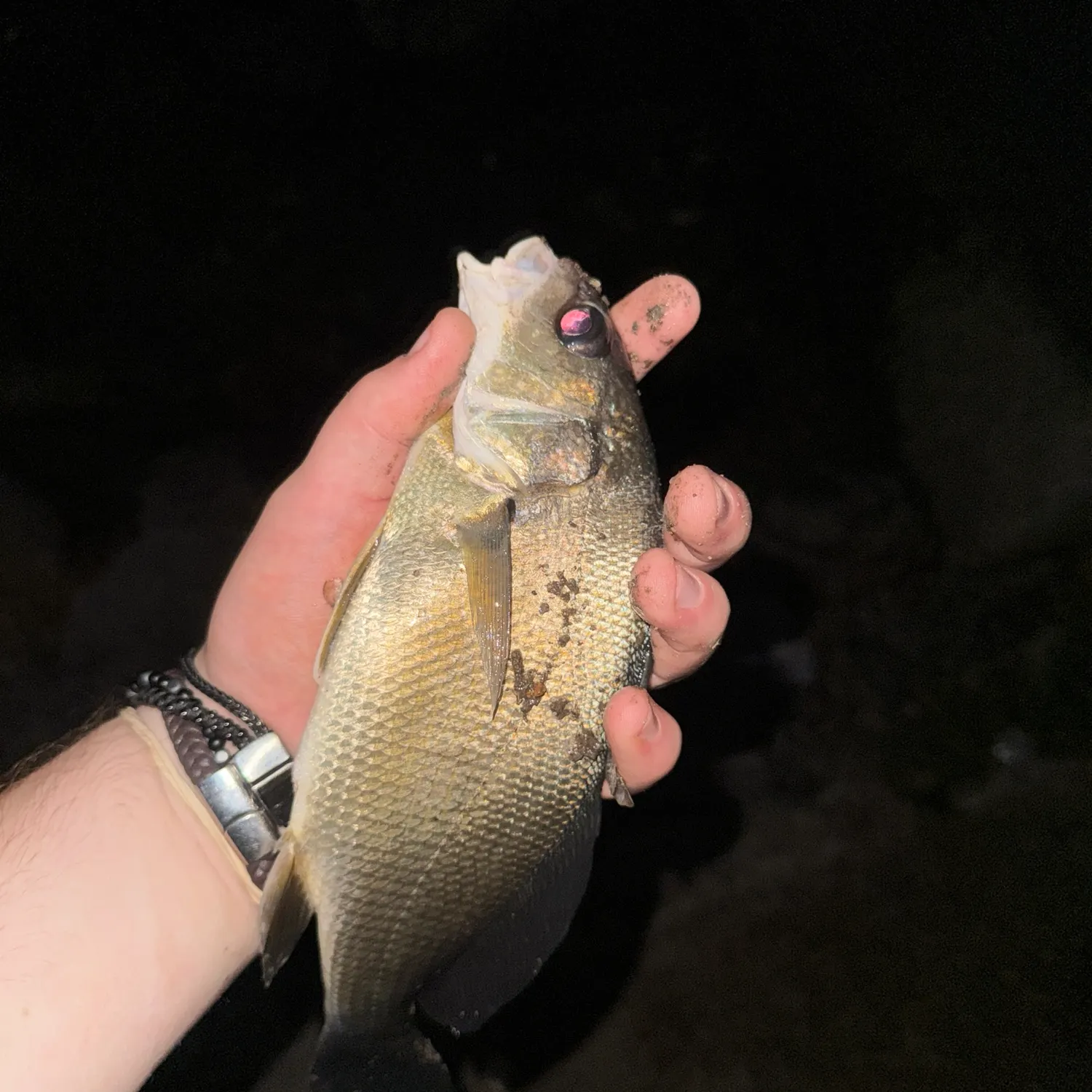 Freshwater drum caught on Fishbrain