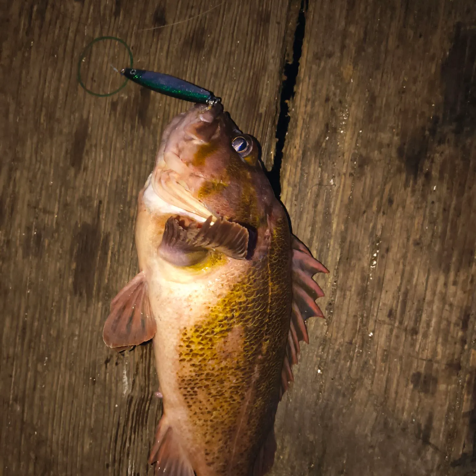 catch