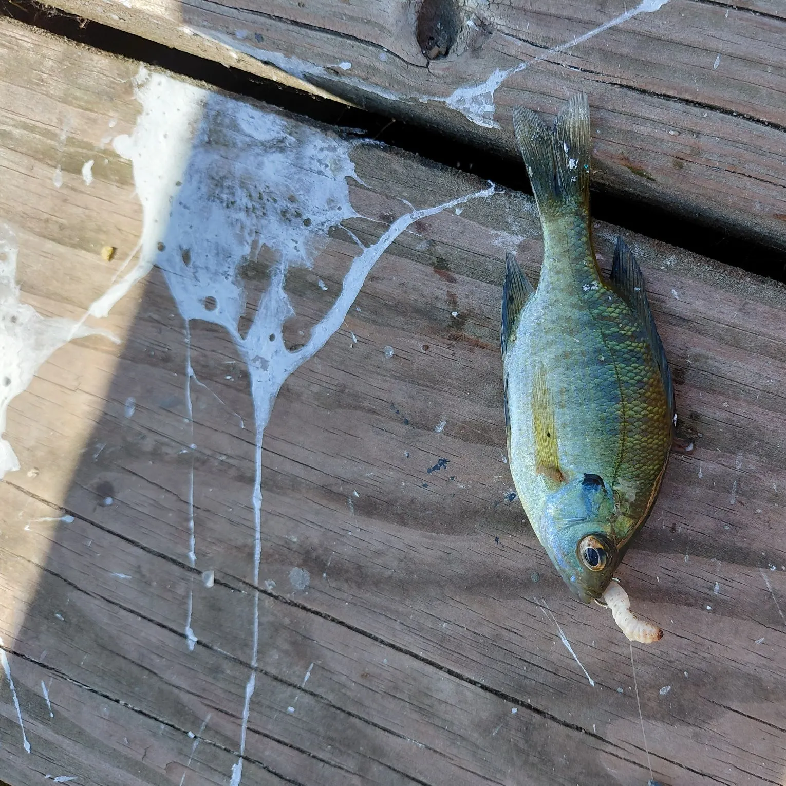 Bluegill caught on Fishbrain