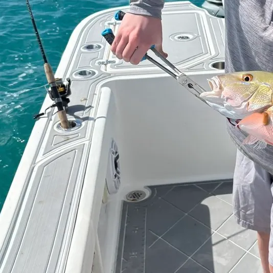 The most recent Mutton snapper catches on Fishbrain