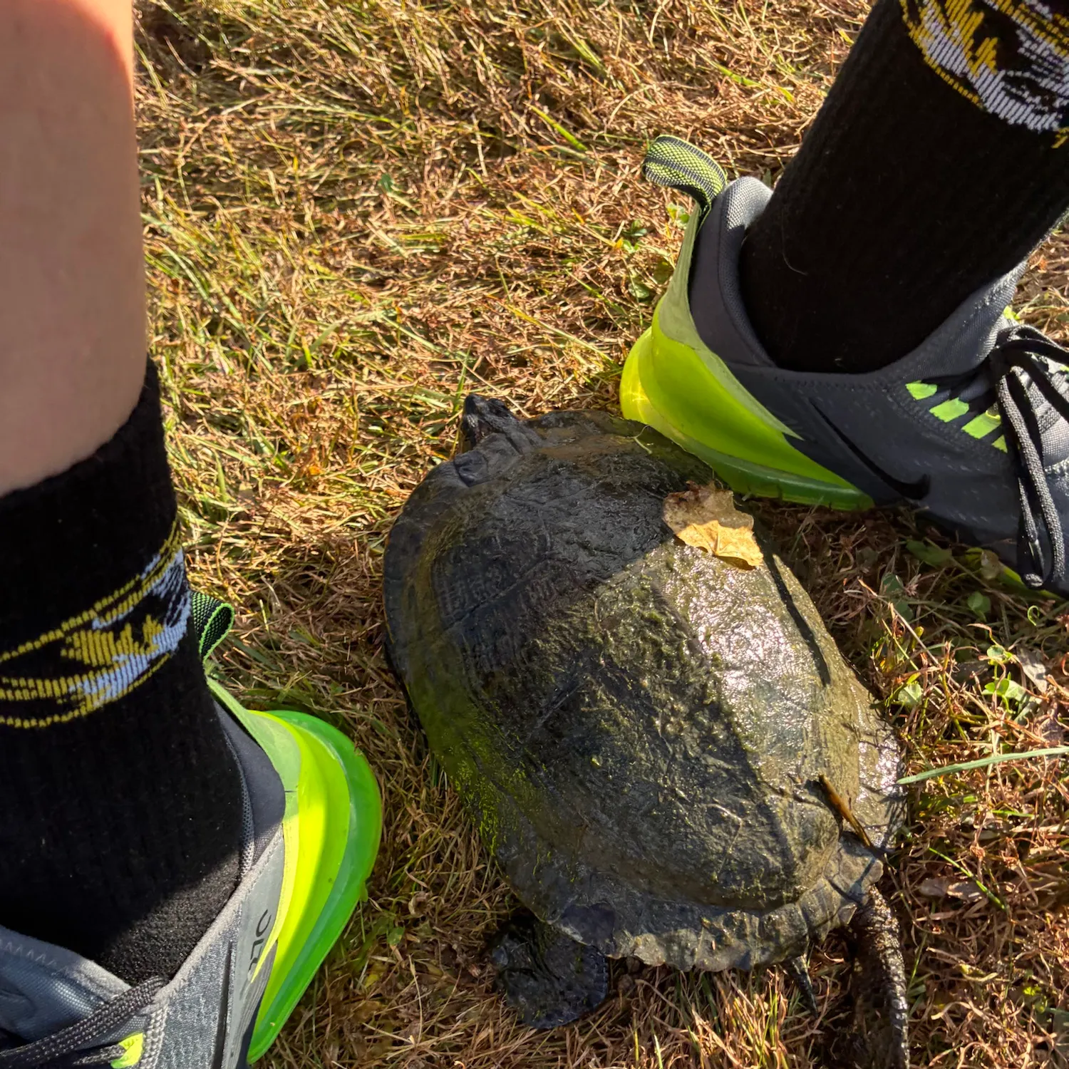 The most recent Painted turtle catches on Fishbrain