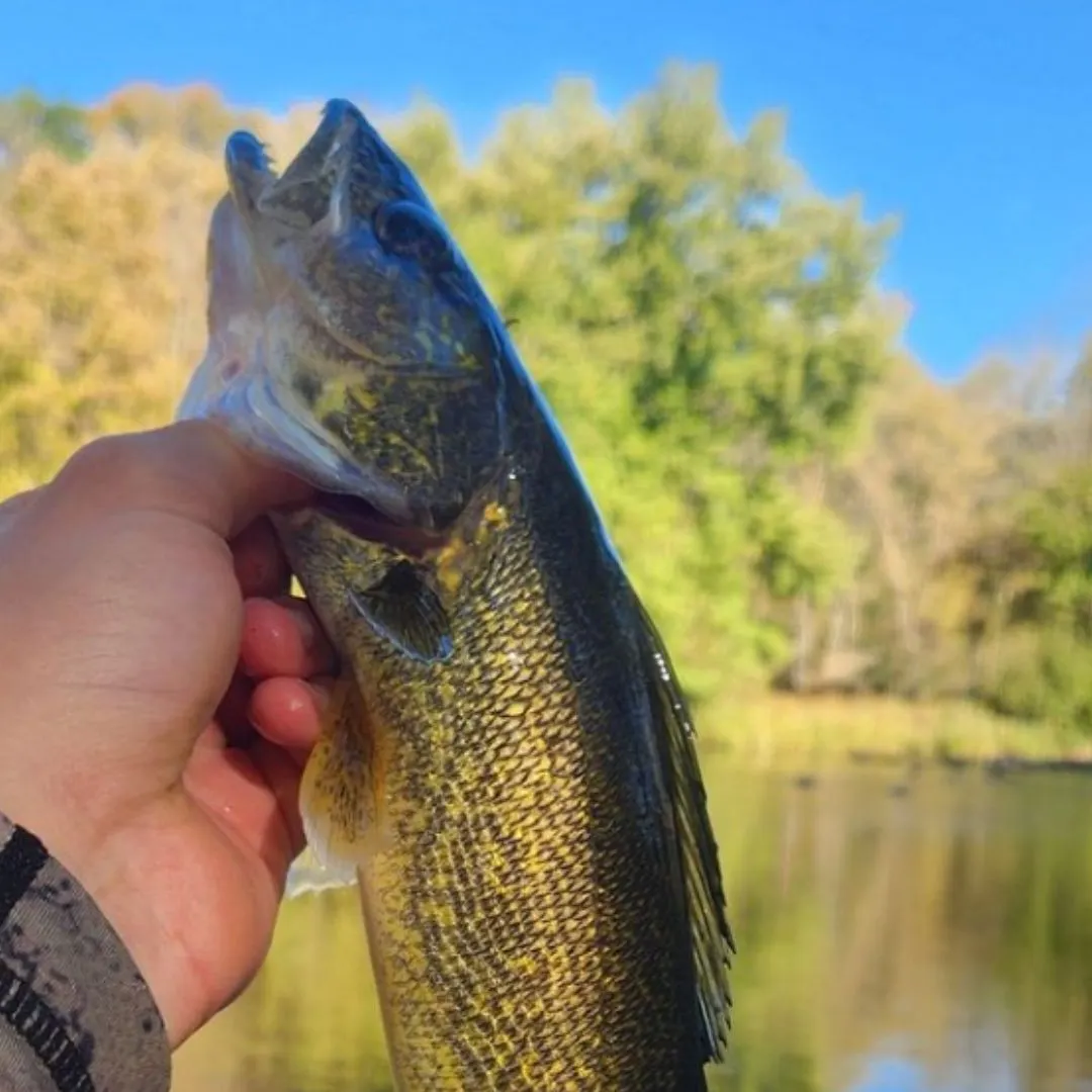Sauger caught on Fishbrain