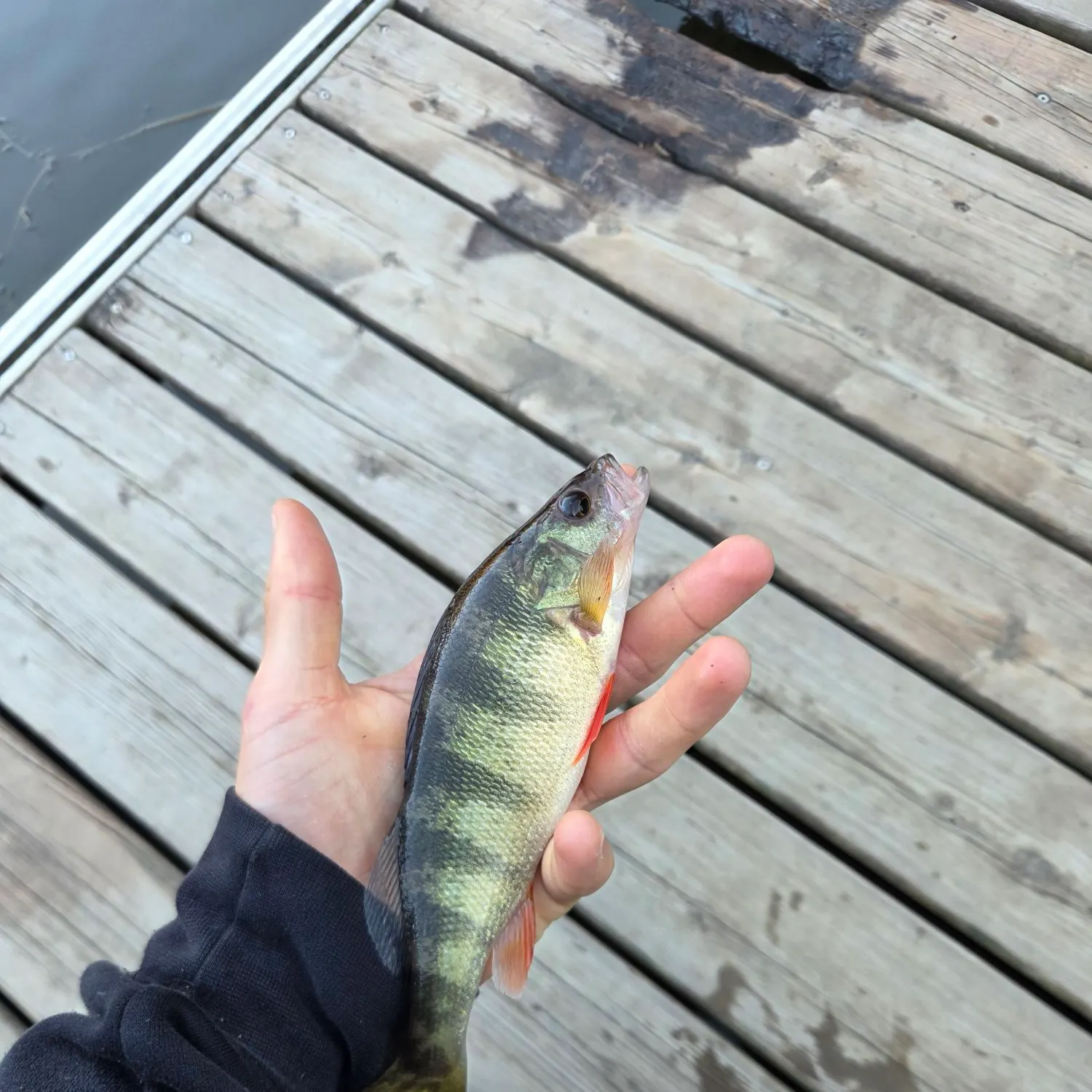 Yellow perch caught on Fishbrain