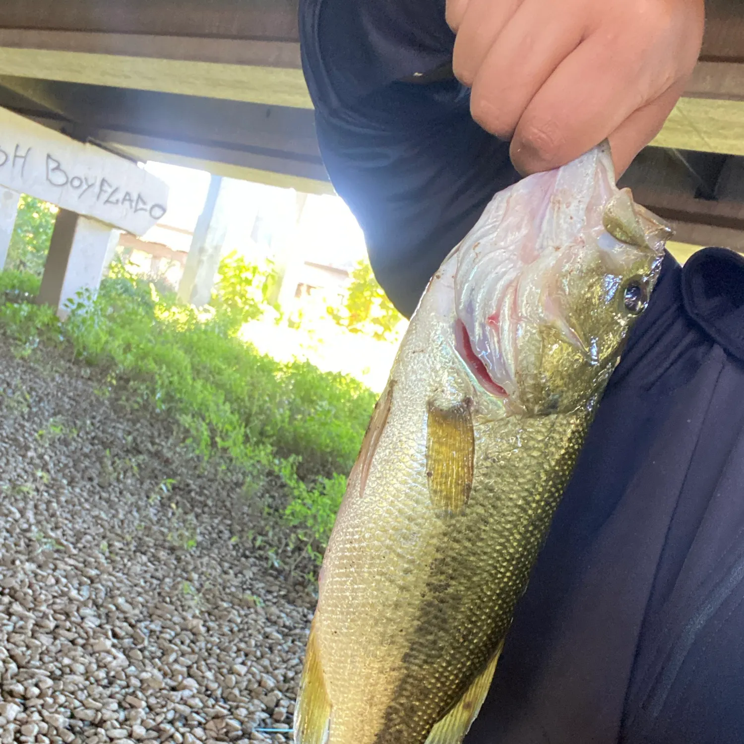 Largemouth bass caught on Fishbrain
