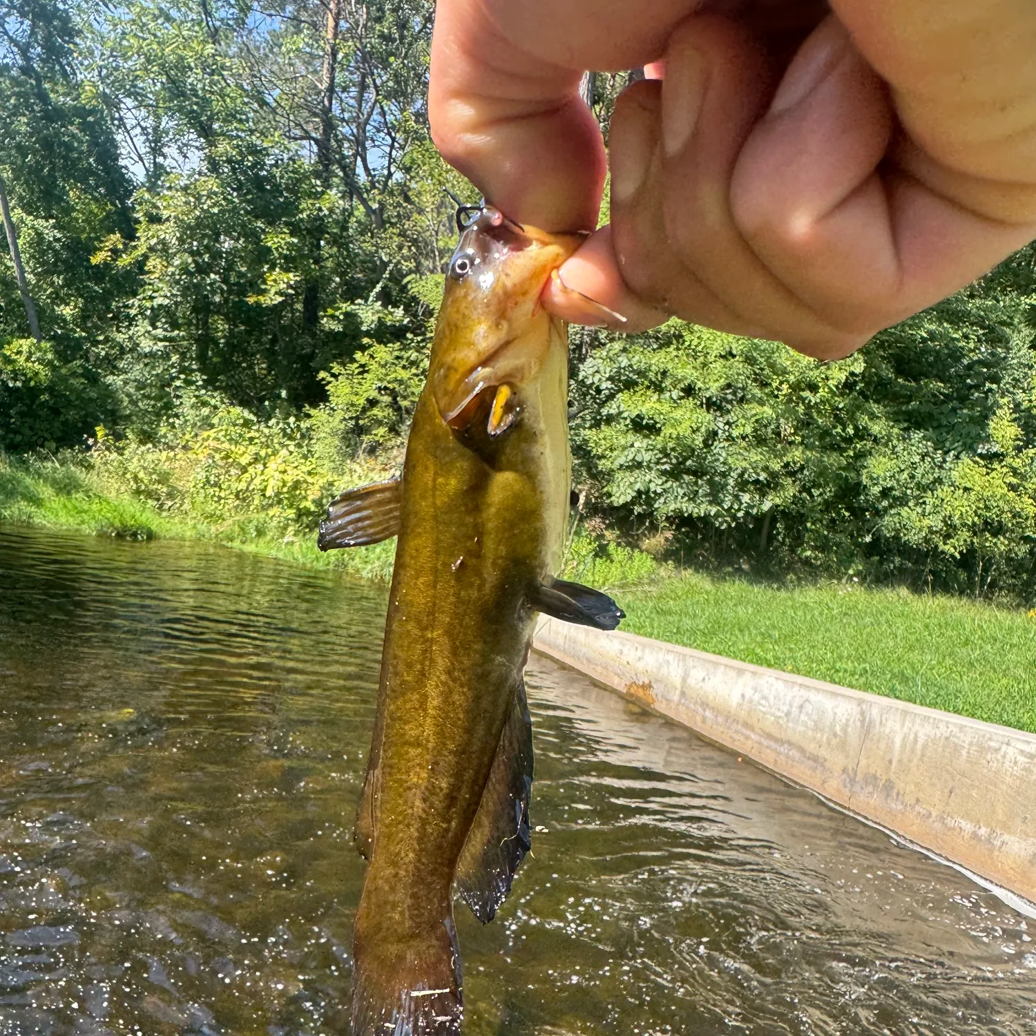 Yellow bullhead caught on Fishbrain