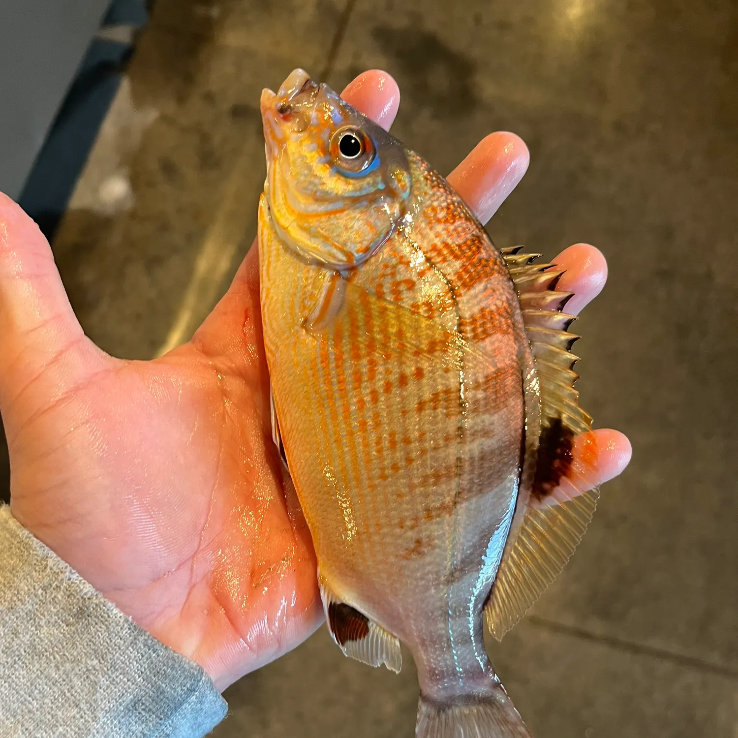 The most recent Rainbow surfperch catches on Fishbrain