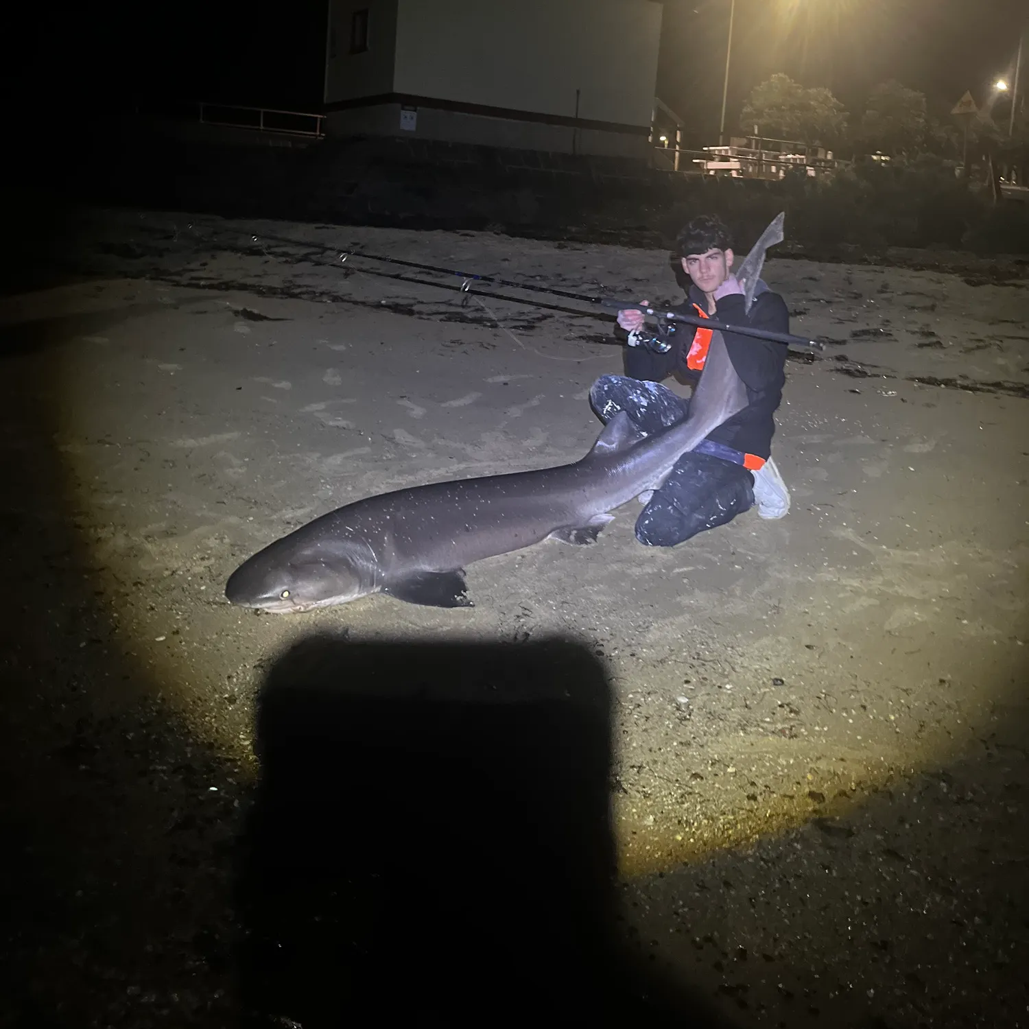 The most recent Broadnose sevengill shark catches on Fishbrain