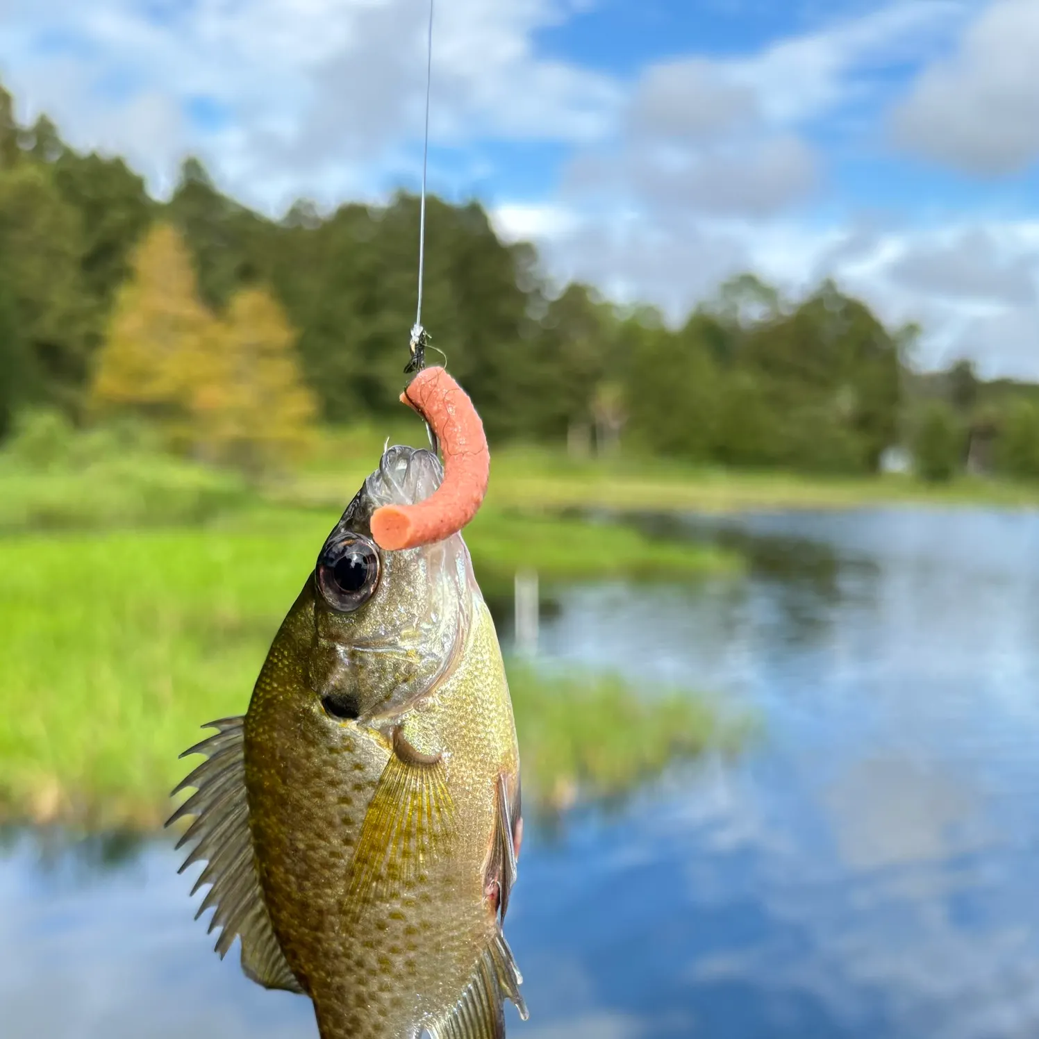 Bluegill caught on Fishbrain