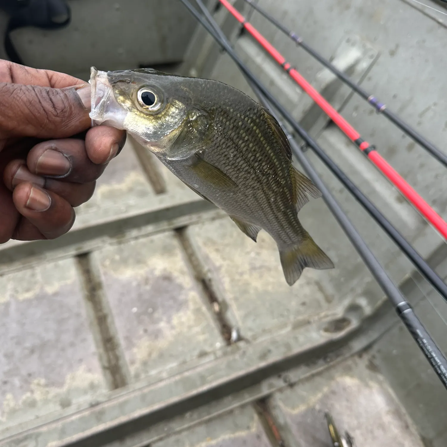 White perch caught on Fishbrain