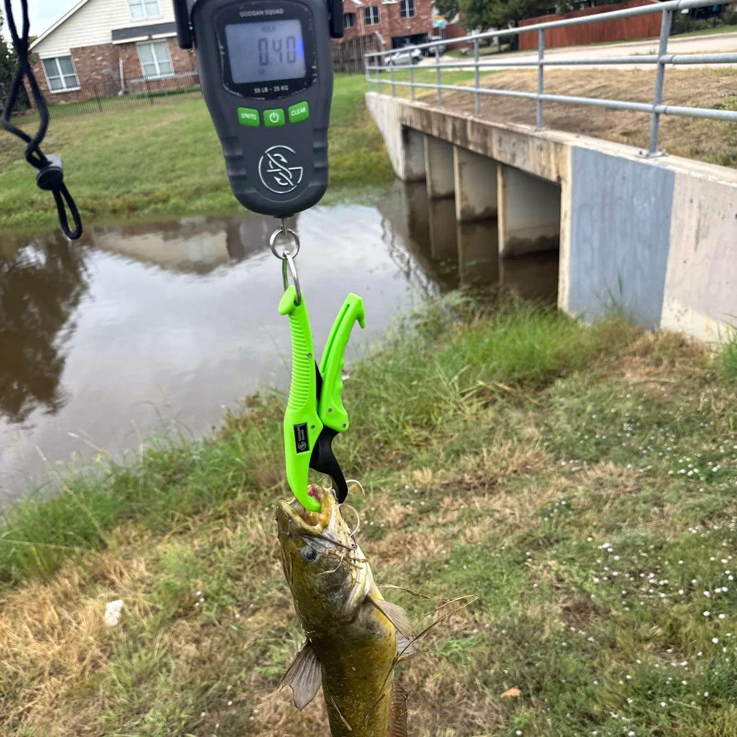 Black bullhead caught on Fishbrain