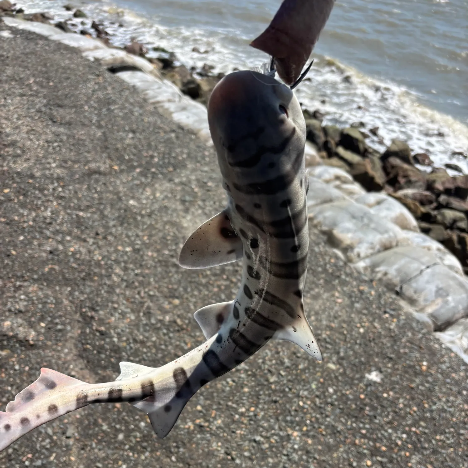 The most recent Leopard shark catches on Fishbrain