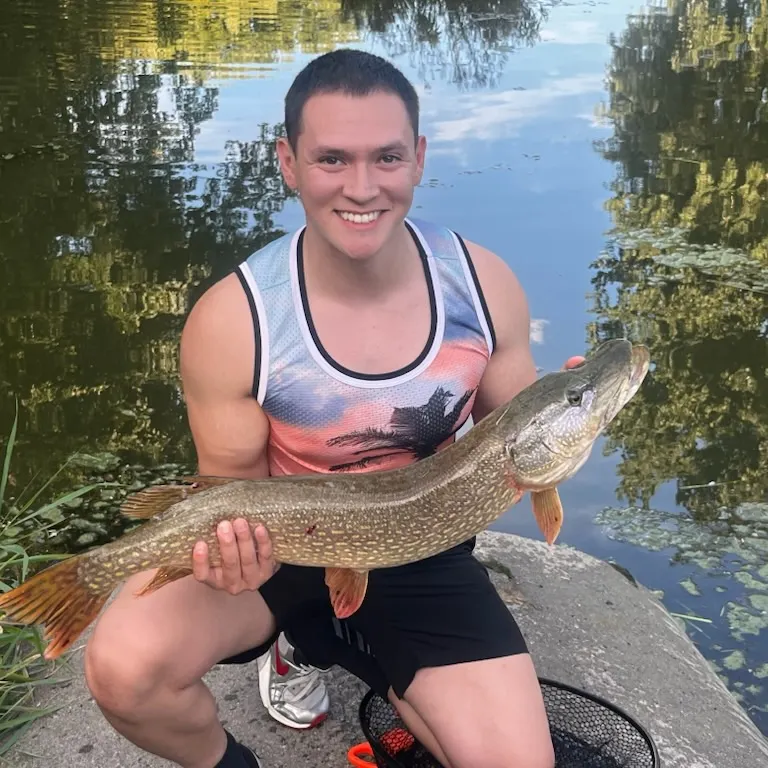 Northern pike caught on Fishbrain
