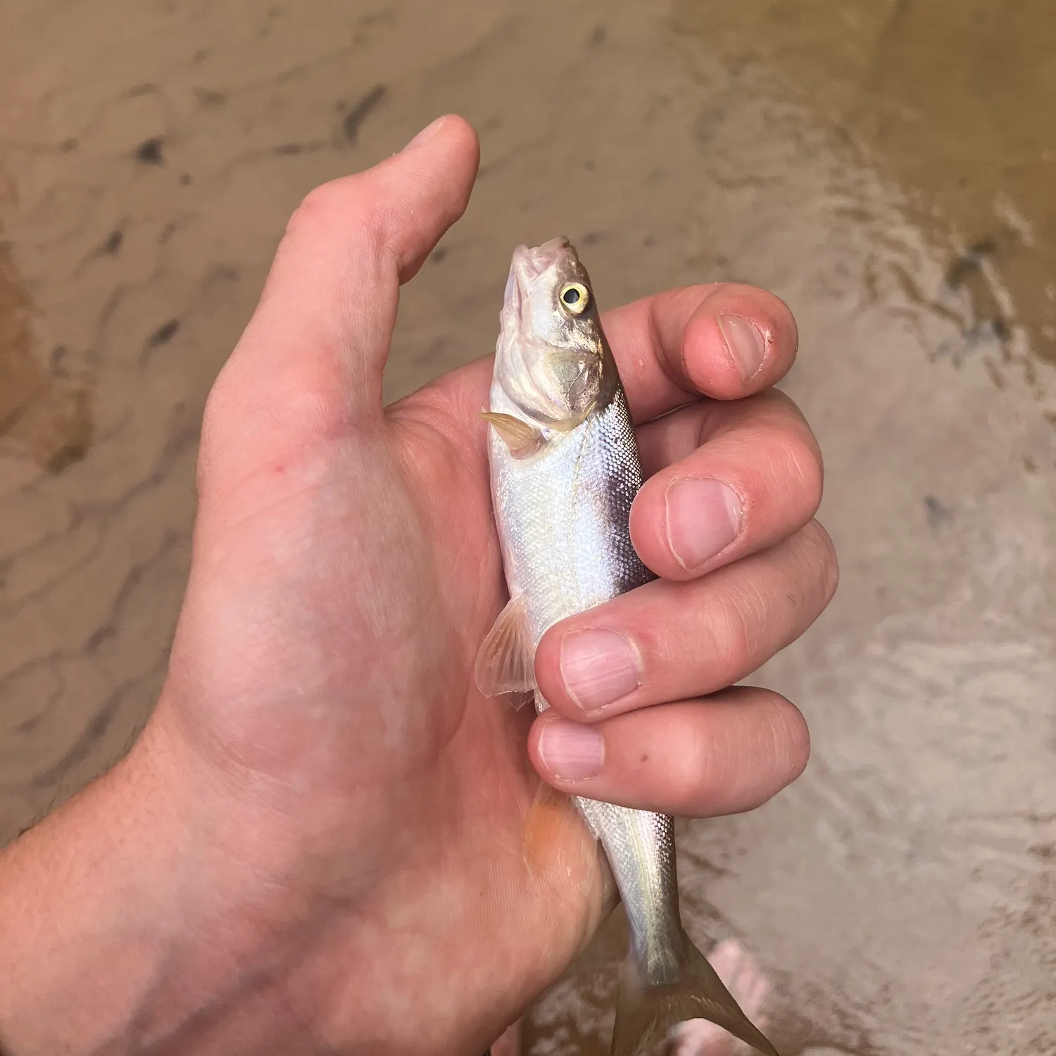 The most recent Utah chub catches on Fishbrain