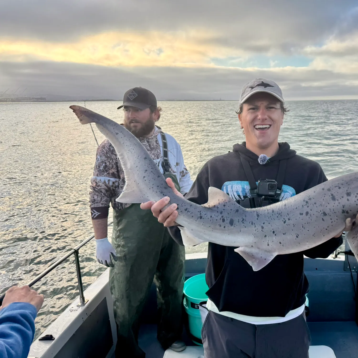 Broadnose sevengill shark caught on Fishbrain