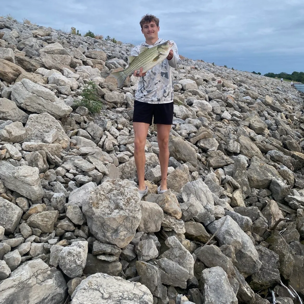 The most recent Hybrid striped bass catches on Fishbrain