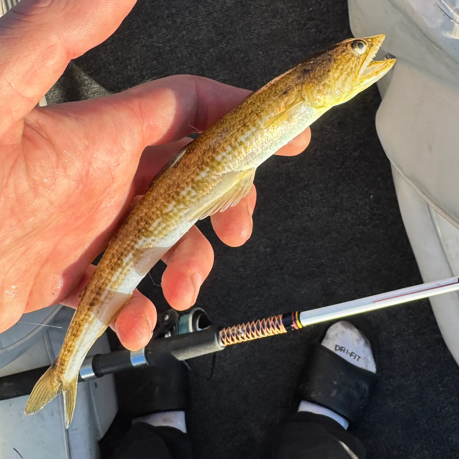 Inshore lizardfish caught on Fishbrain