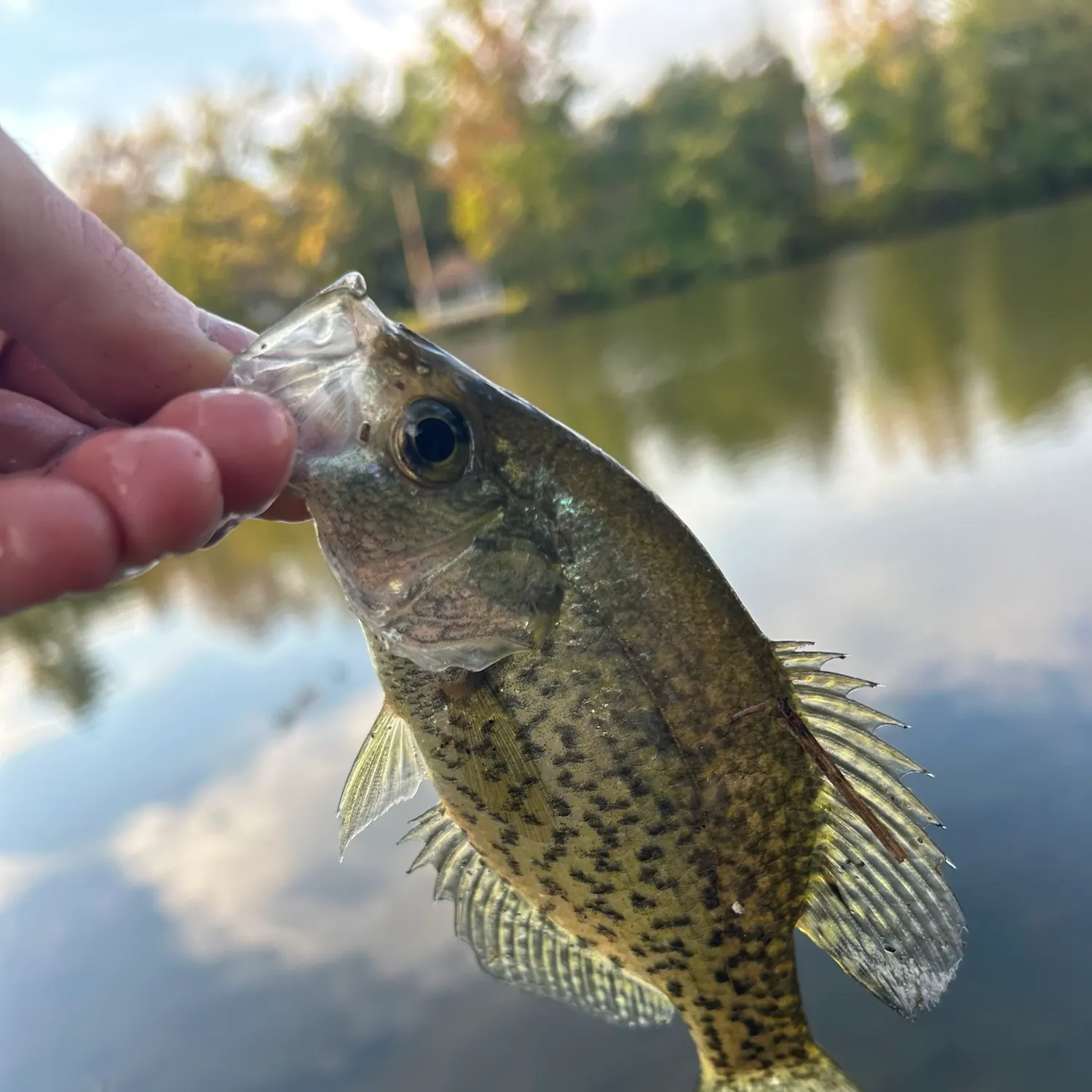 Black crappie caught on Fishbrain