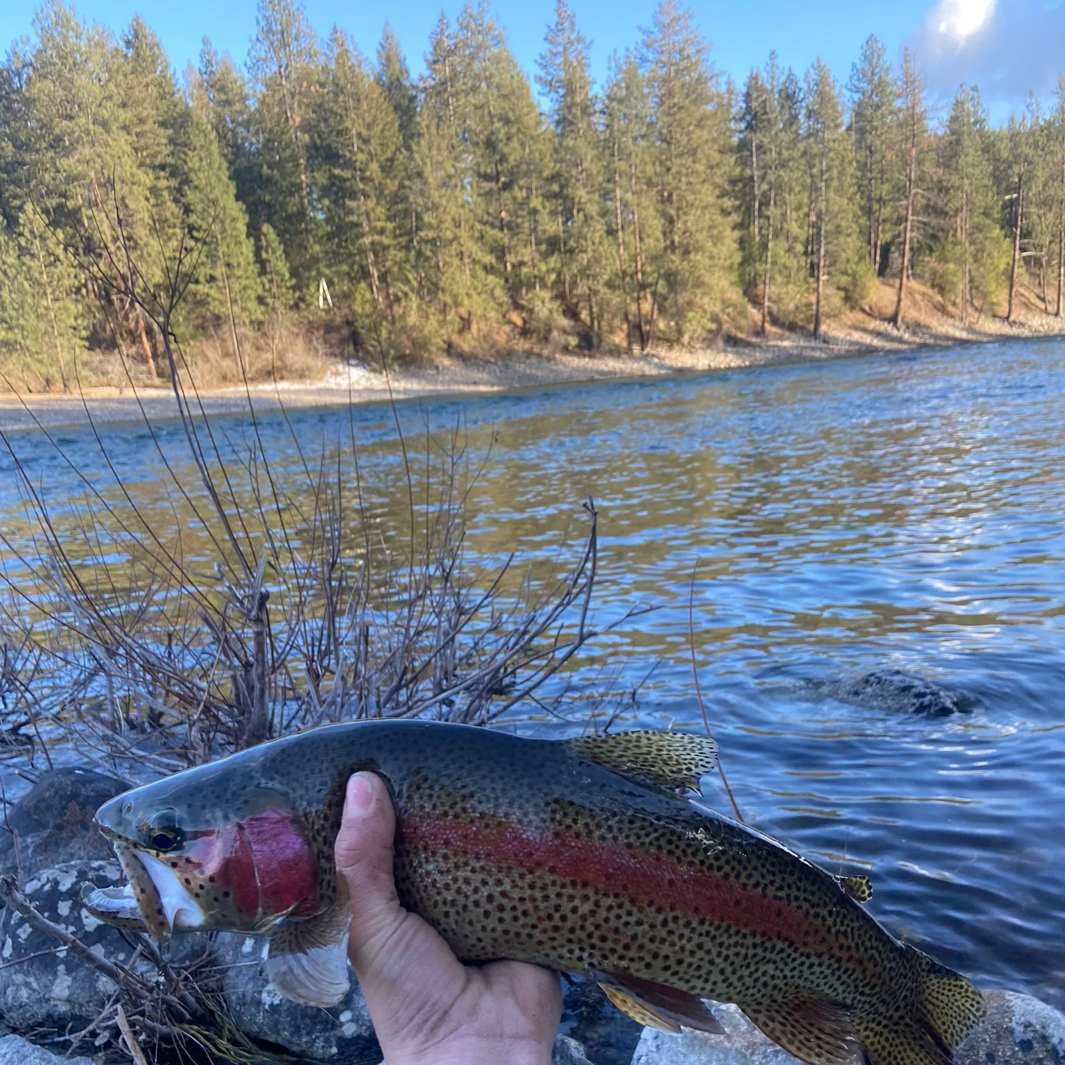 The most recent Columbia river redband trout catches on Fishbrain