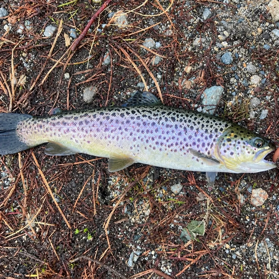 Brown trout caught on Fishbrain