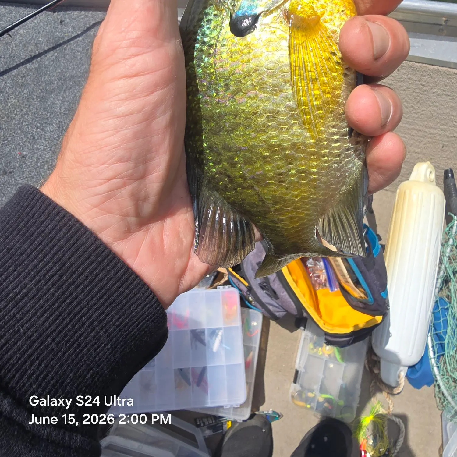 recently logged catches