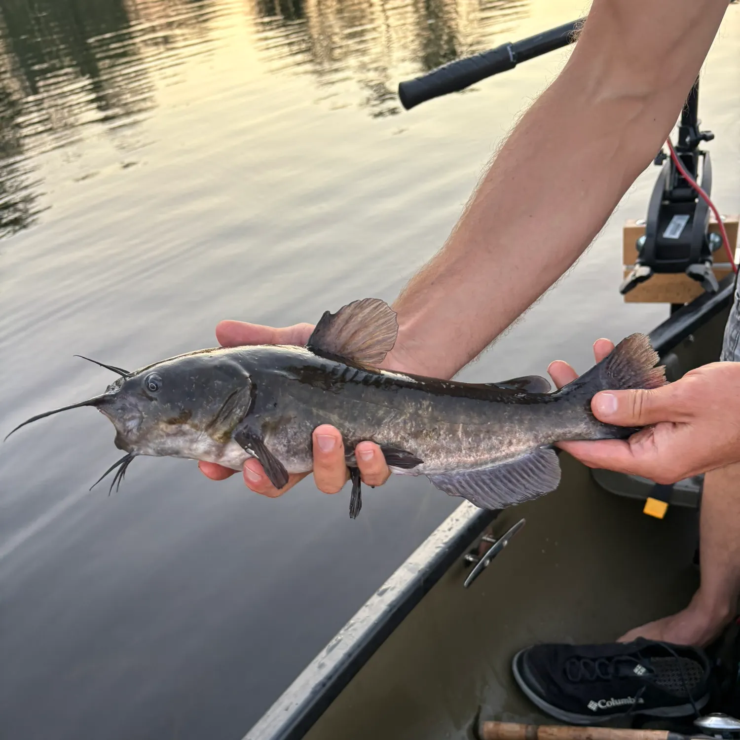 The most recent White bullhead catches on Fishbrain