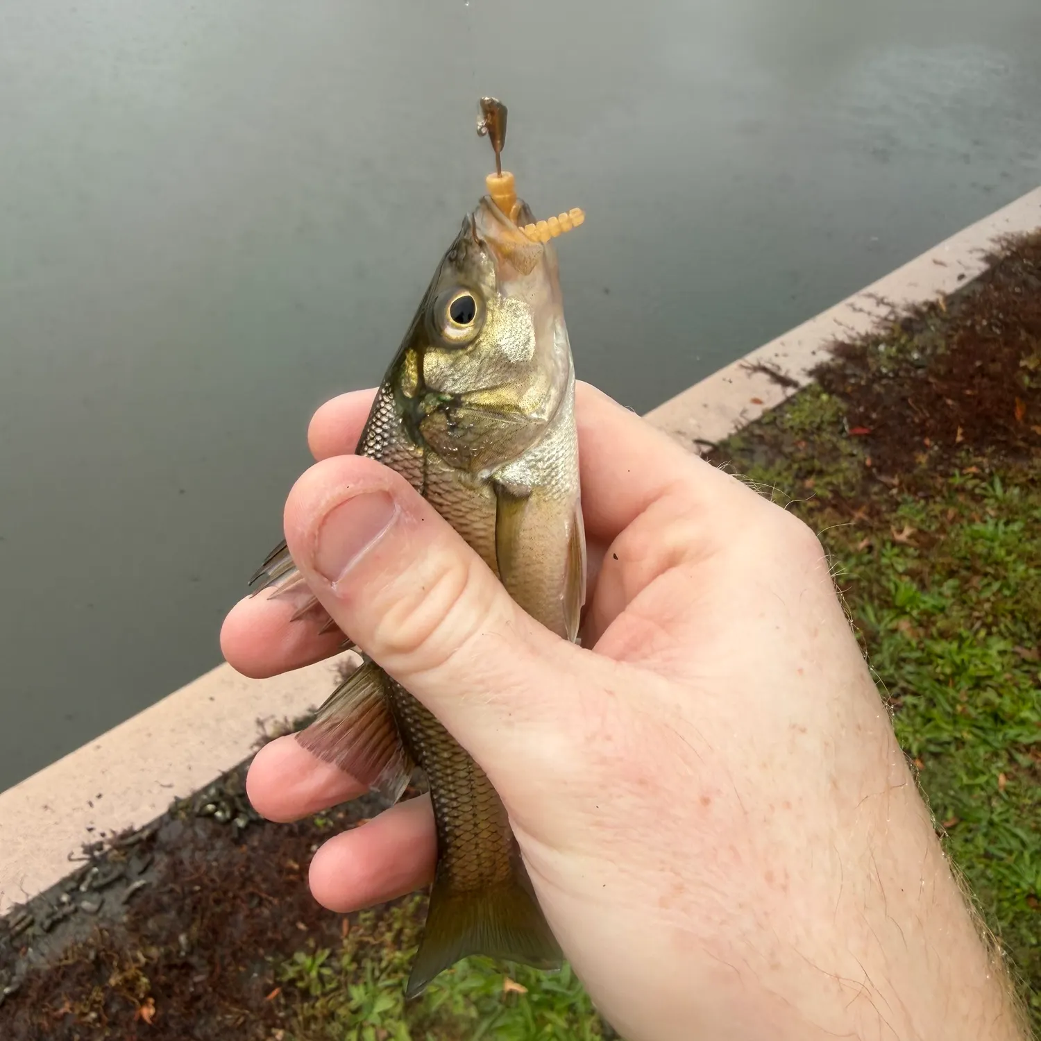 White perch caught on Fishbrain