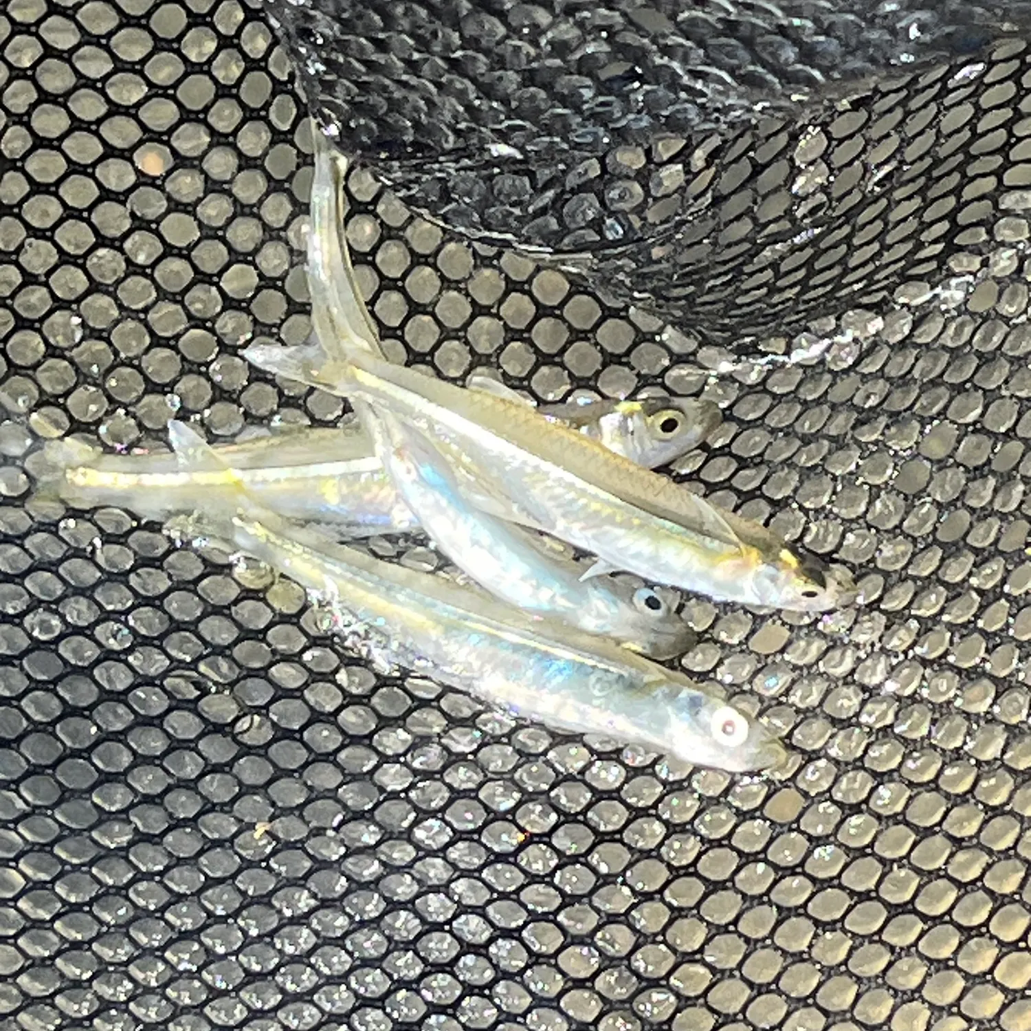 The most recent Inland silverside catches on Fishbrain