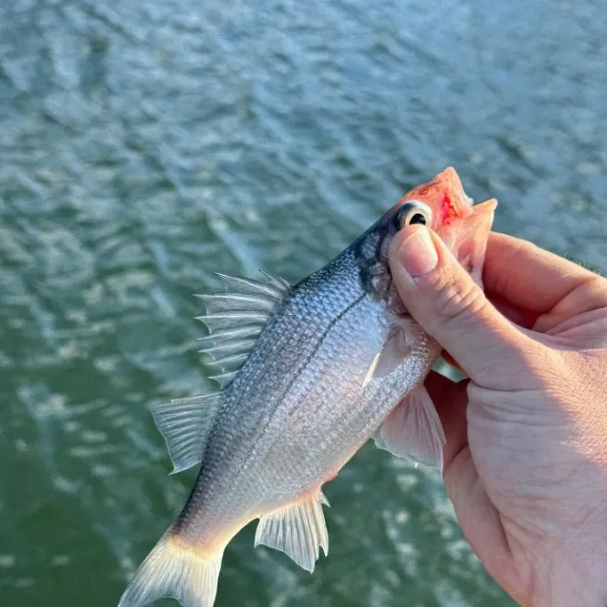 The most recent Australian bass catches on Fishbrain