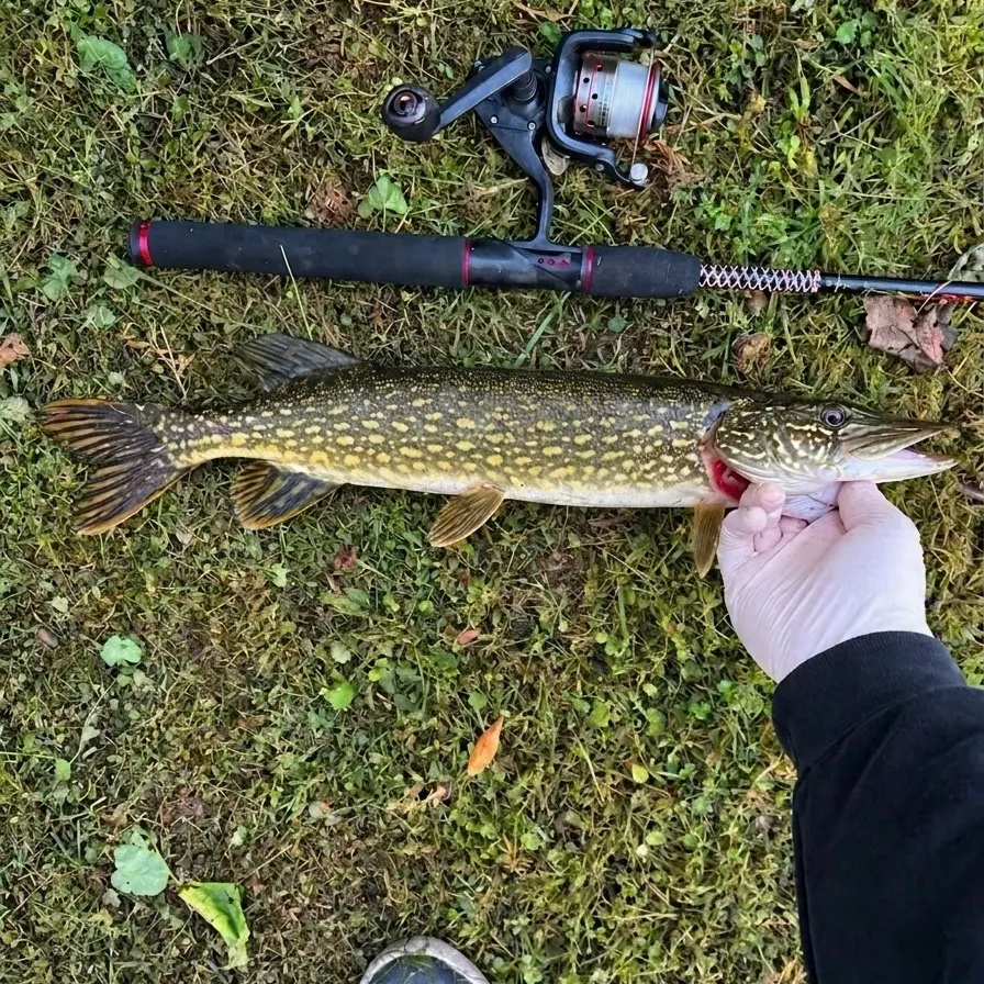 Northern pike caught on Fishbrain