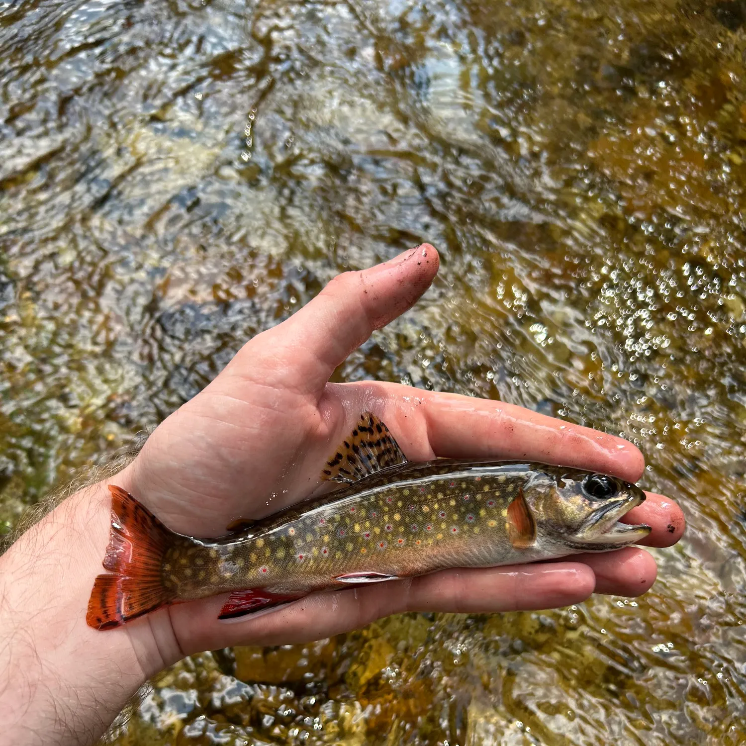 Brook trout caught on Fishbrain