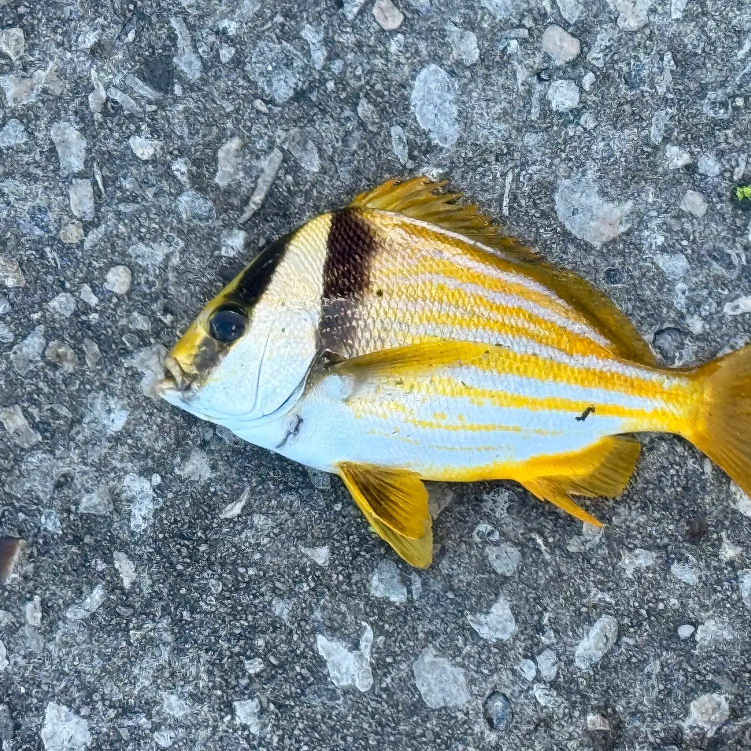 The most recent Atlantic porkfish catches on Fishbrain