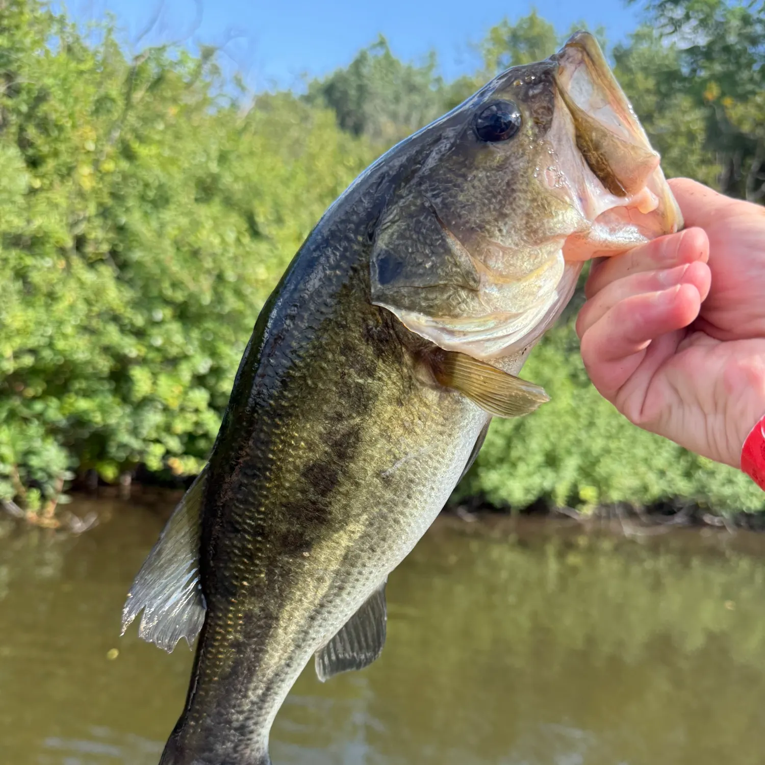 Largemouth bass caught on Fishbrain