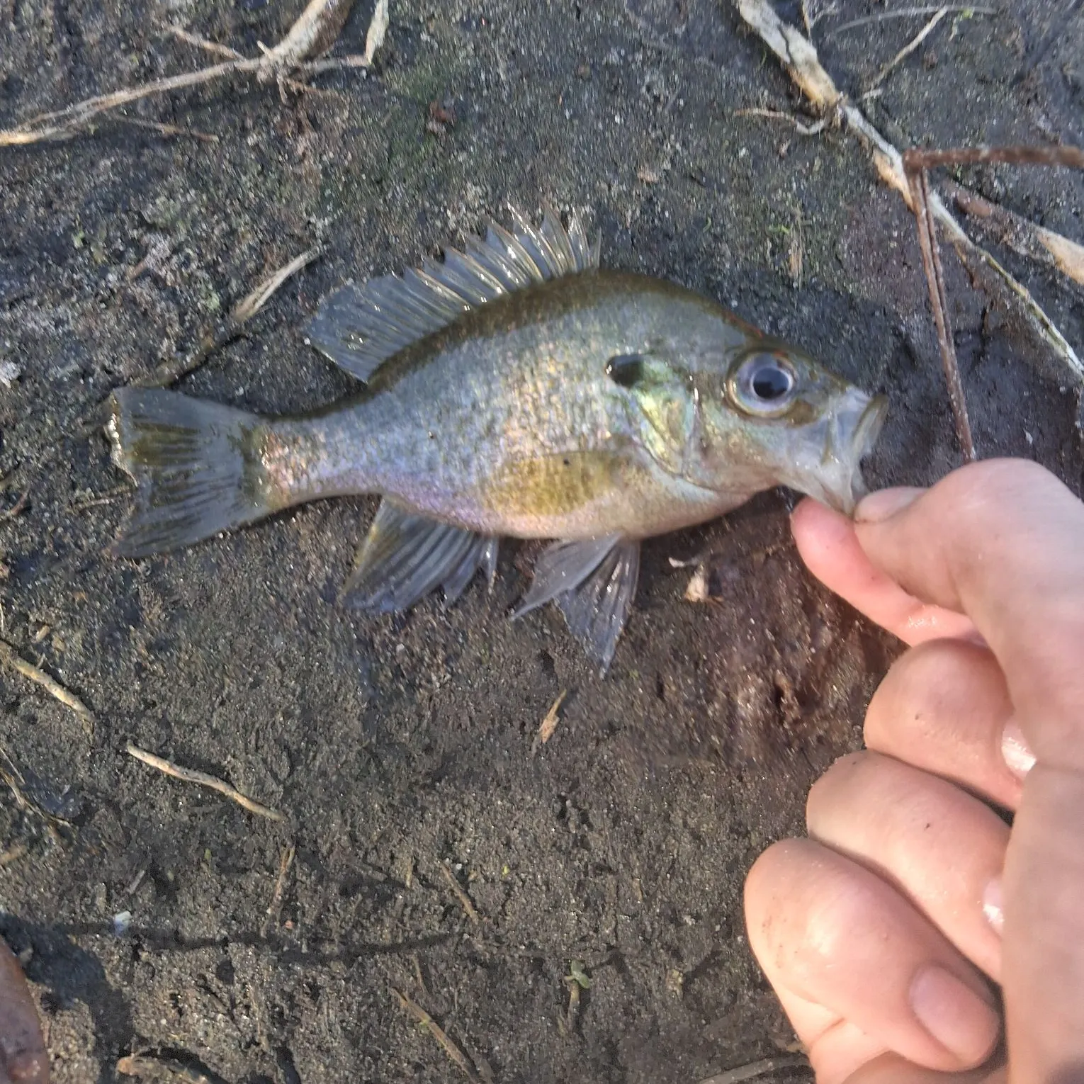 The most recent Wargill hybrid catches on Fishbrain