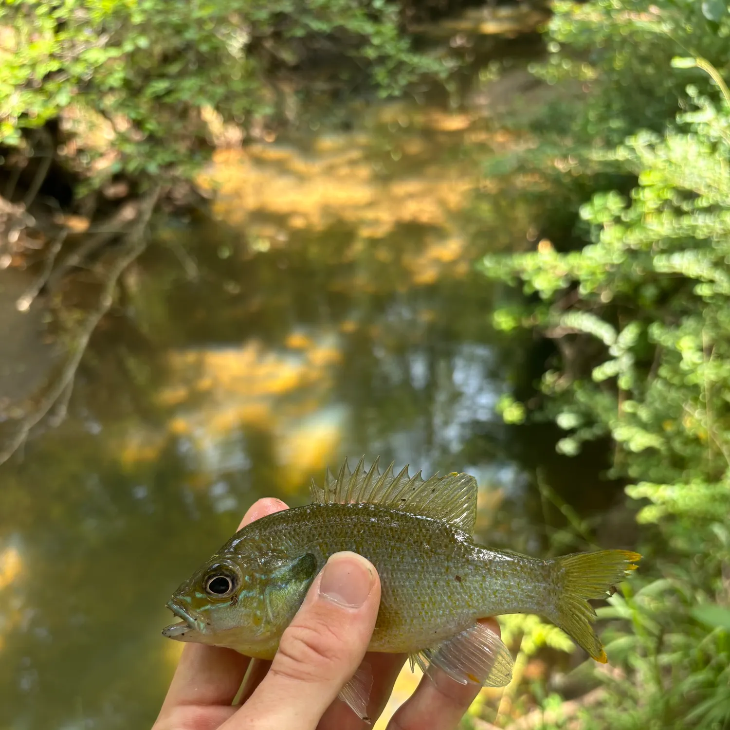 The most recent Redbreast sunfish x bluegill catches on Fishbrain