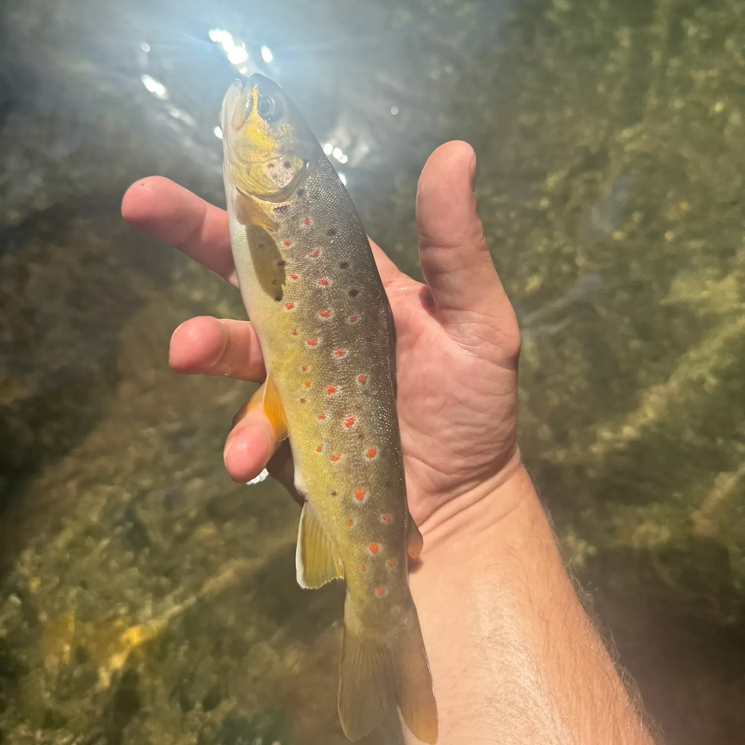 Brown trout caught on Fishbrain